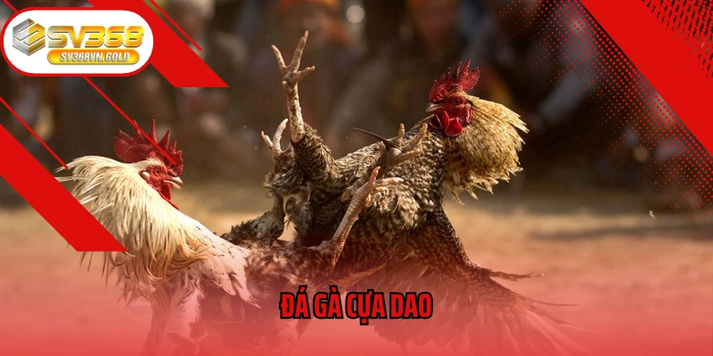 Đá Gà Cựa Dao