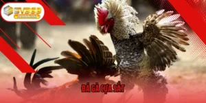 Đá Gà Cựa Sắt
