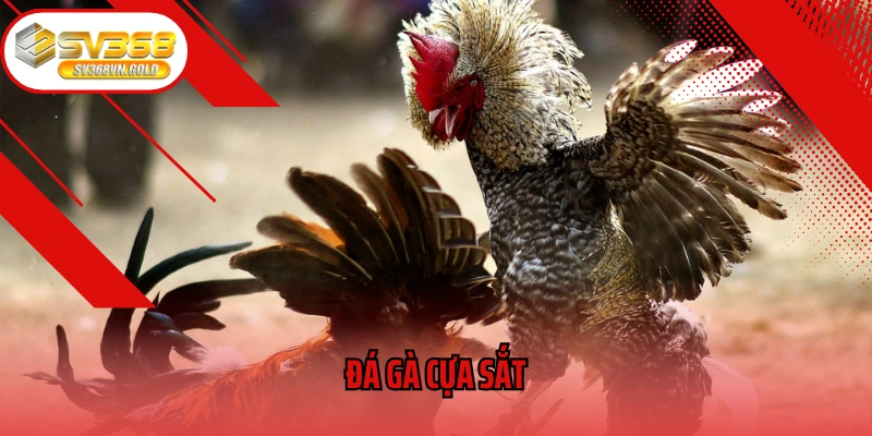 Đá Gà Cựa Sắt