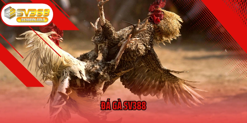 Đá Gà SV388