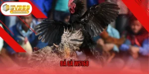 Đá Gà WS168