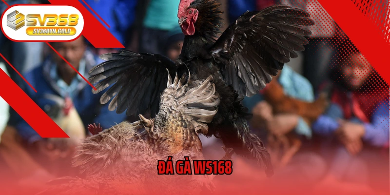 Đá Gà WS168