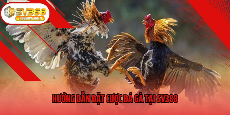 Hướng dẫn đặt cược đá gà tại SV388