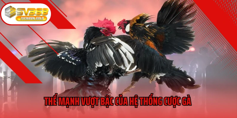 Thế mạnh vượt bậc của hệ thống cược gà SV368