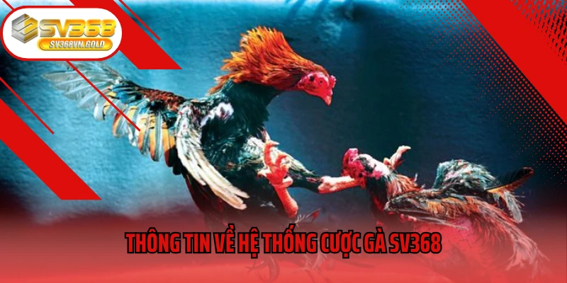 Thông tin về hệ thống cược gà SV368